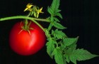 Сорт томата: Миллэр f1